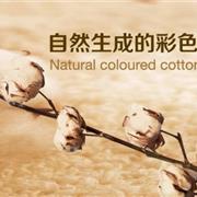 绿典彩棉：天然彩棉，纯净如新生